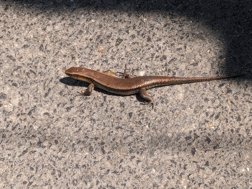 จิ้งเหลนบ้าน · Common Sun Skink · Eutropis multifasciata