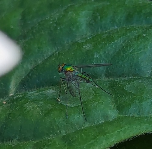 Chrysosoma leucopogon