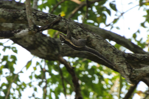 กระเล็นขนปลายหูสั้น · Himalayan Striped Squirrel · Tamiops mcclellandii