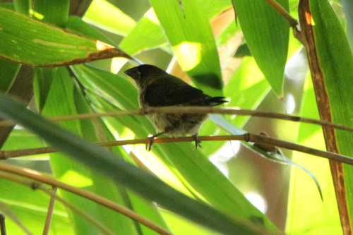 นกกระติ๊ดตะโพกขาว · White-rumped Munia · Lonchura striata
