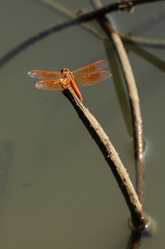 แมลงปอบ้านปีกเปื้อนส้ม · Ditch Jewel · Brachythemis contaminata