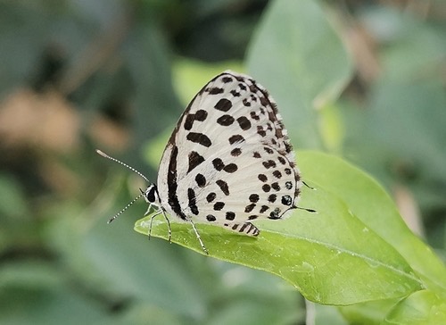 ผีเสื้อหนอนพุทราธรรมดา · Common Pierrot · Castalius rosimon