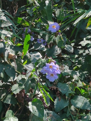 รางจืด · Blue Trumpet Vine · Thunbergia laurifolia