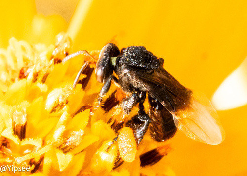 ชันโรงใต้ดิน · Hill Stingless Bee · Tetragonilla collina