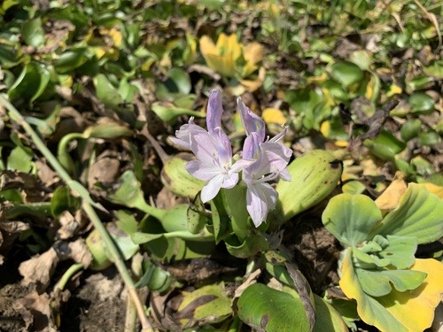 ผักตบชวา · common water hyacinth · Pontederia crassipes