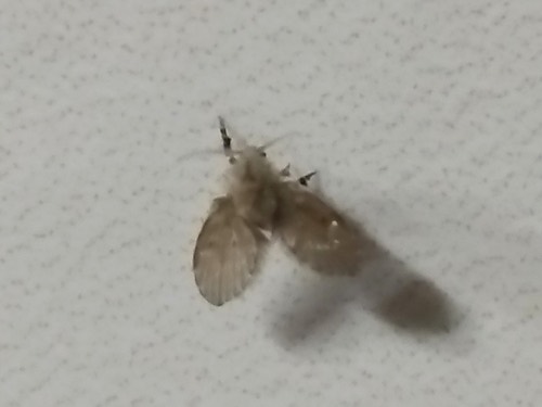 แมลงหวี่ขนจุดขาว · Bathroom Moth Fly · Clogmia albipunctata