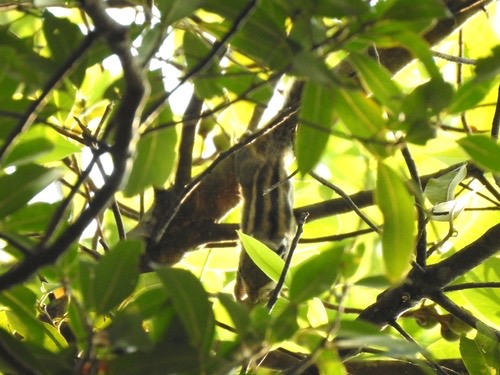 กระเล็นขนปลายหูสั้น · Himalayan Striped Squirrel · Tamiops mcclellandii