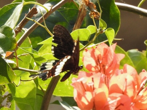 ผีเสื้อหางติ่งธรรมดา · Common Mormon Swallowtail · Papilio polytes