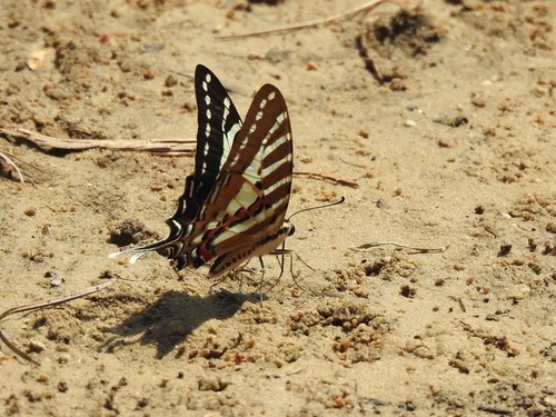 ผีเสื้อหางดาบลายจุด · Spot Swordtail · Graphium nomius