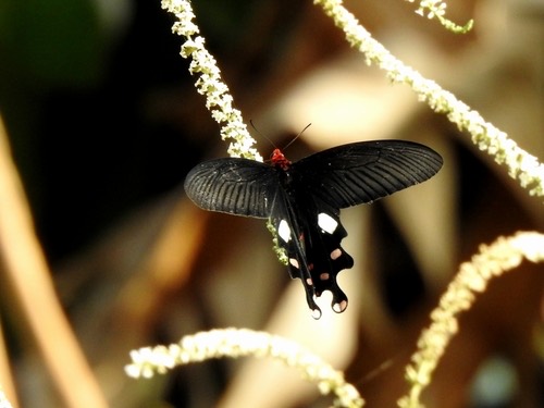 ผีเสื้อหางตุ้มธรรมดา · Common Windmill · Byasa polyeuctes
