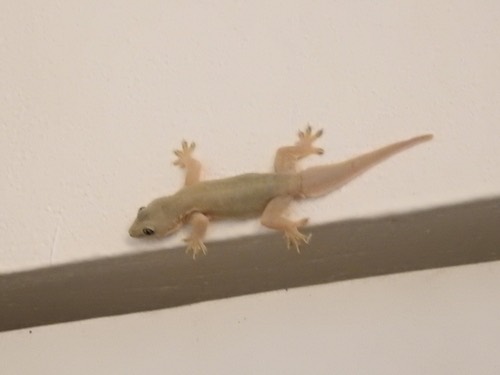 จิ้งจกบ้านหางแบน · Flat-tailed House Gecko · Hemidactylus platyurus