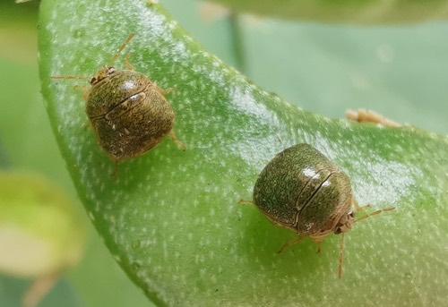 Kudzu Bug · Megacopta cribraria