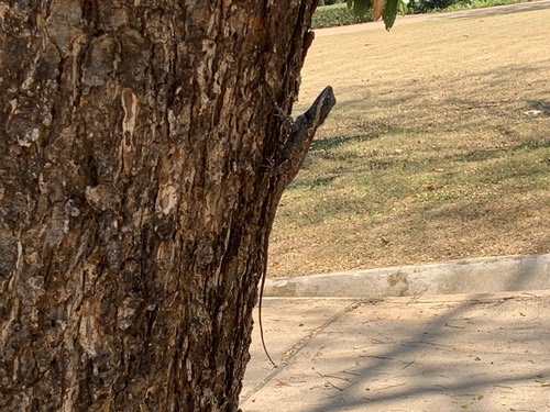 กิ้งก่าหัวสีฟ้า · Siamese Blue Crested Lizard · Calotes goetzi