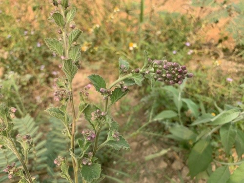 Blumea axillaris