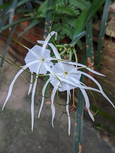 พลับพลึงตีนเป็ด · Beach Spider Lily · Hymenocallis littoralis