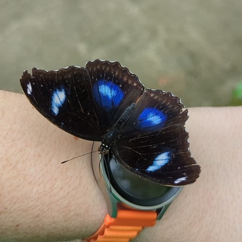 ผีเสื้อปีกไข่ใหญ่ · Great Eggfly · Hypolimnas bolina