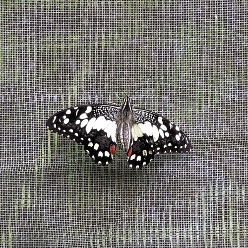ผีเสื้อหนอนมะนาว · Lime Swallowtail · Papilio demoleus