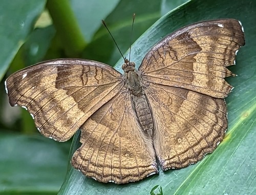 ผีเสื้อแพนซีตาลไหม้ · Chocolate Pansy · Junonia iphita