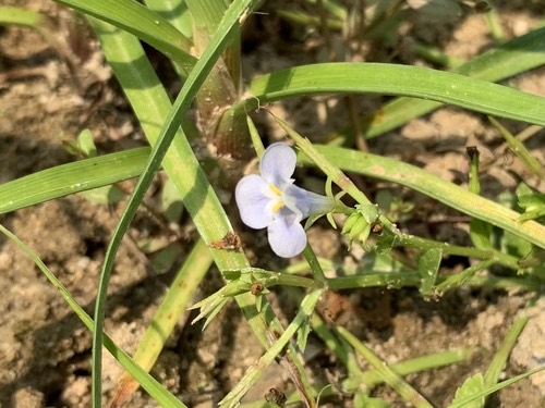 หมากลิ้นน้ำค้าง · sparrow false pimpernel · Bonnaya antipoda