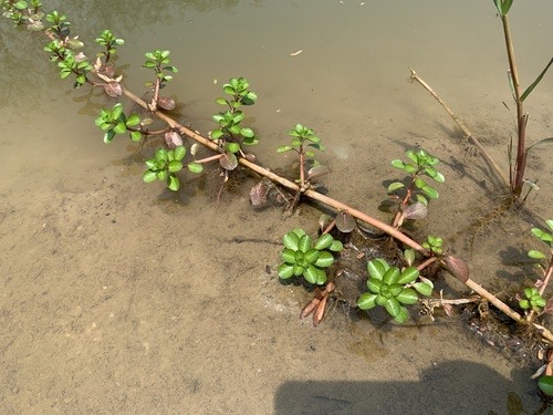 แพงพวยน้ำ · Water-dragon · Ludwigia adscendens
