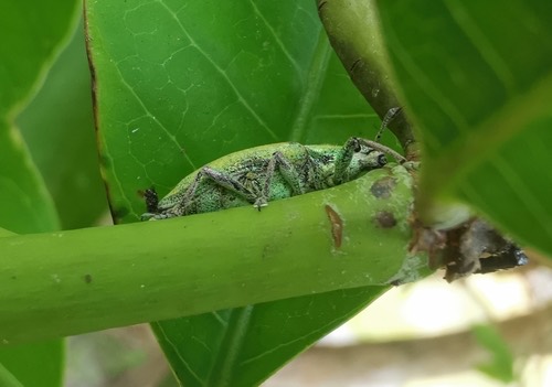 แมลงค่อมทอง · Gold-dust Weevil · Hypomeces pulviger