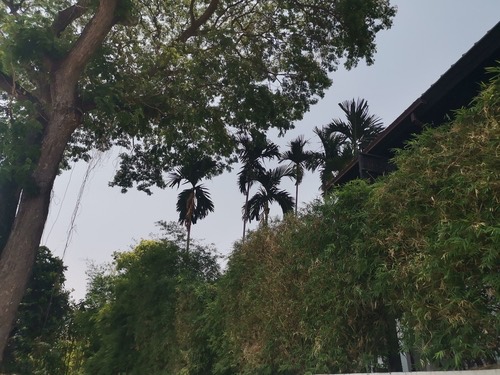 นกกางเขนบ้าน · Oriental Magpie-Robin · Copsychus saularis