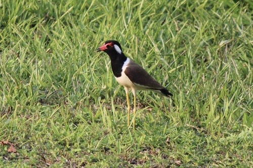 นกกระแตแต้แว้ด · Red-wattled Lapwing · Vanellus indicus