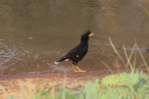 นกเอี้ยงหงอน · Great Myna · Acridotheres grandis