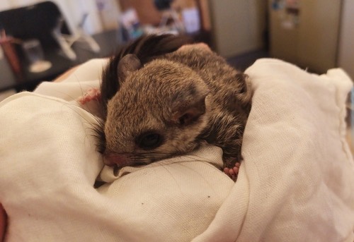 กระรอกบินเล็กแก้มขาว · Indochinese Flying Squirrel · Hylopetes phayrei
