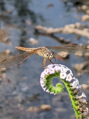 แมลงปอบ้านปีกเปื้อนส้ม · Ditch Jewel · Brachythemis contaminata