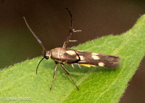 Eretmocera impactella