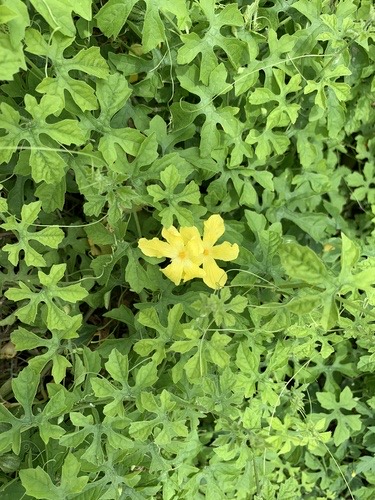 Momordica charantia charantia