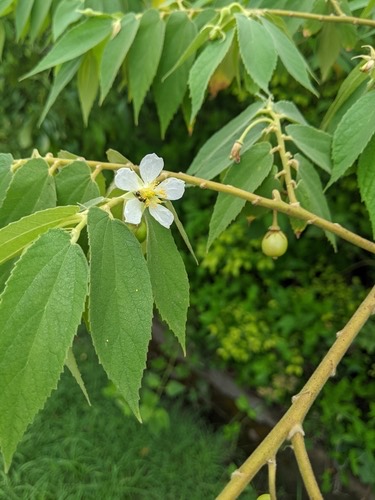 ตะขบฝรั่ง · calabur tree · Muntingia calabura