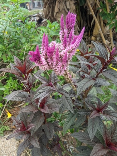 หงอนไก่ · Quail Grass · Celosia argentea