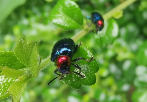 ด้วงดอกรักสีน้ำเงิน · Parheminodes pulcher