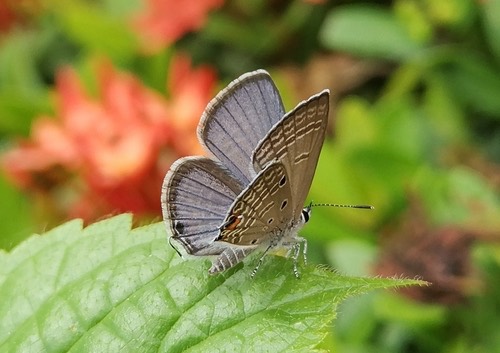 ผีเสื้อฟ้าหิ่งห้อยสีคล้ำ · Plains Cupid · Luthrodes pandava