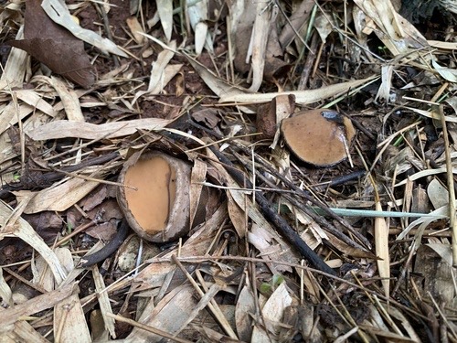 เห็ดจมูกหมู · Trichaleurina javanica
