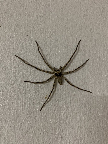 แมงมุมพเนจรบ้าน · Pantropical Huntsman Spider · Heteropoda venatoria