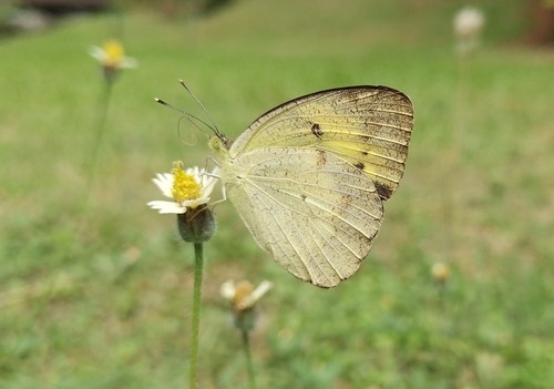 ผีเสื้อปลายปีกส้มเล็ก · Yellow Orange Tip · Ixias pyrene