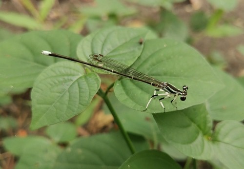 แมลงปอเข็มยาวเทียมเข่าดำ · Black-kneed Featherleg · Pseudocopera ciliata