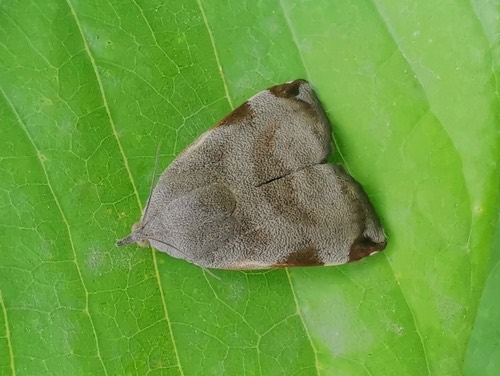 Teak Defoliator · Hyblaea puera