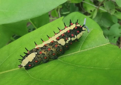 ผีเสื้อเชิงลายธรรมดา · Common Mime Swallowtail · Papilio clytia