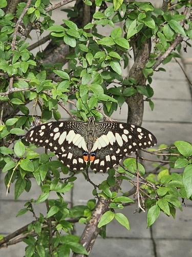 ผีเสื้อหนอนมะนาว · Lime Swallowtail · Papilio demoleus