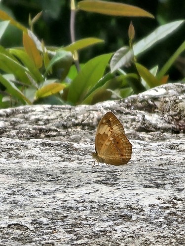 ผีเสื้อลายขี้เมี่ยง · Rustic · Cupha erymanthis