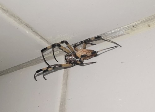 Asian Hermit Spider · Nephilengys malabarensis