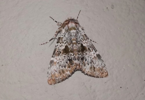 Ortopla relinquenda
