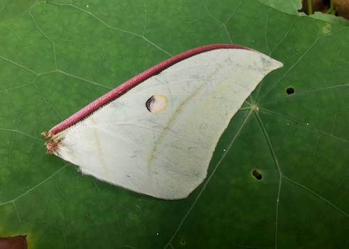 ผีเสื้อหางยาวสี่ตาปีกลายตรง · Indian Moon Moth · Actias selene