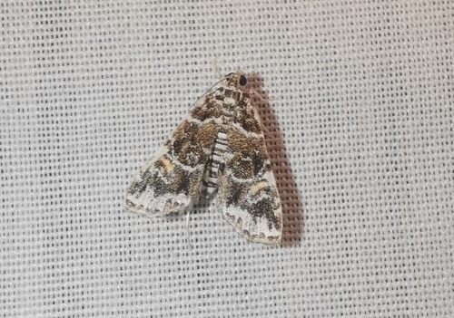 Elophila melagynalis