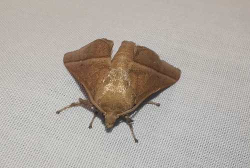 Quasithosea obliquistriga