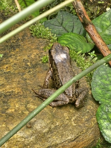 กบอ่องเล็ก · Black-striped Frog · Hylarana nigrovittata